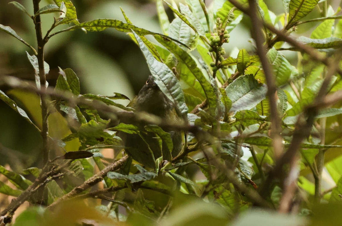 Dusky Chlorospingus - ML641439793