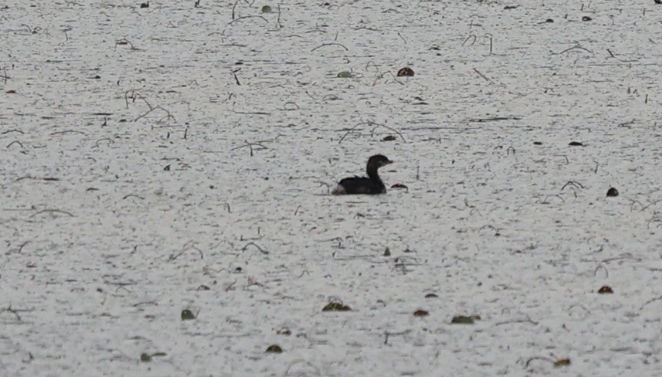 Pied-billed Grebe - ML641439810
