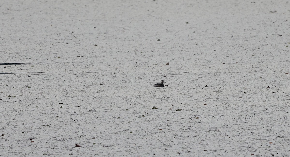 Pied-billed Grebe - ML641439811