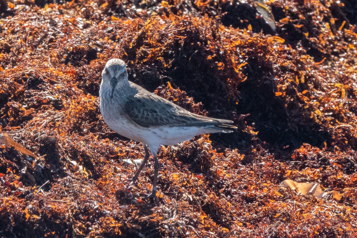 White-rumped Sandpiper - ML641439813