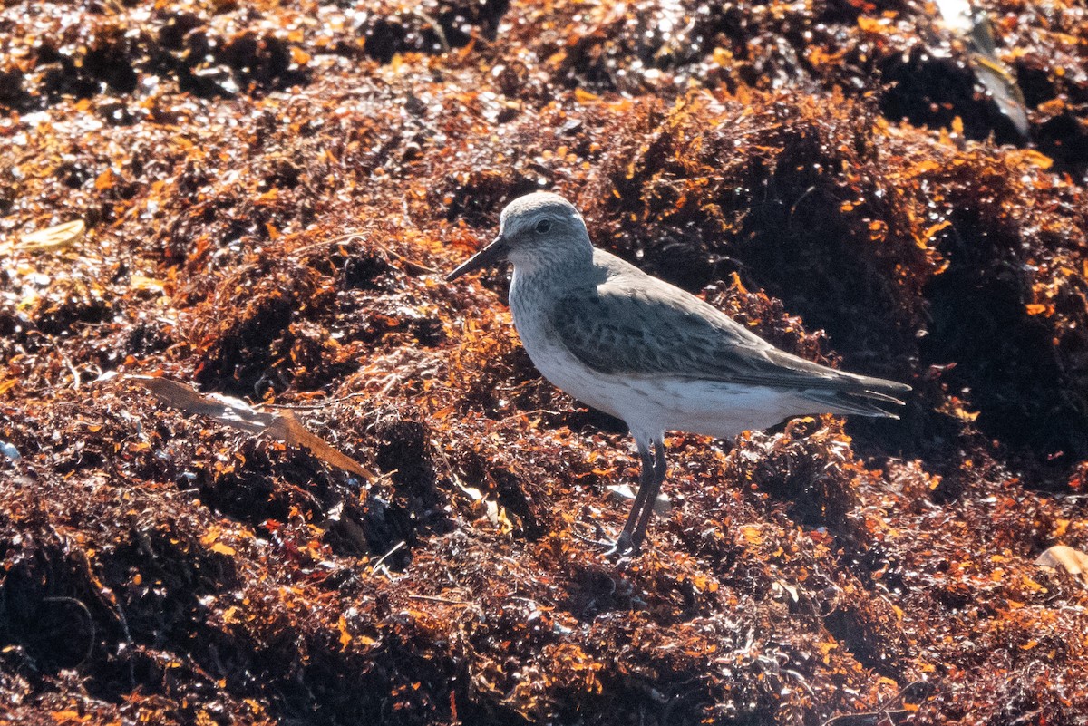 White-rumped Sandpiper - ML641439814