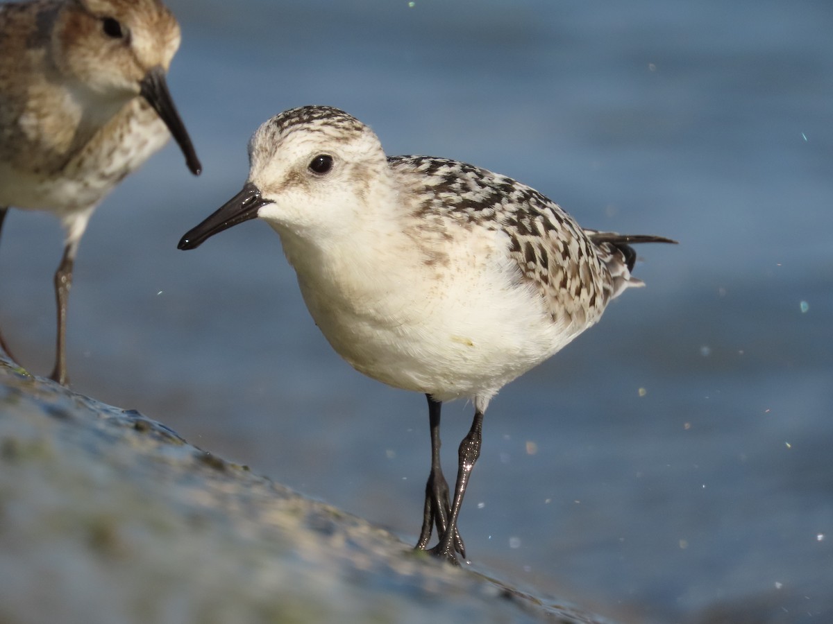 Sanderling - ML641439815