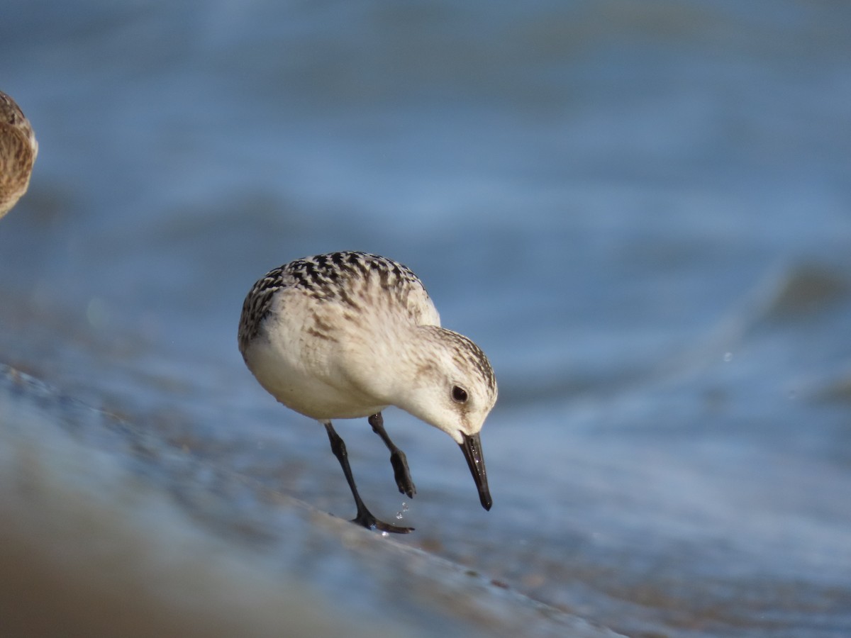 Sanderling - ML641439816