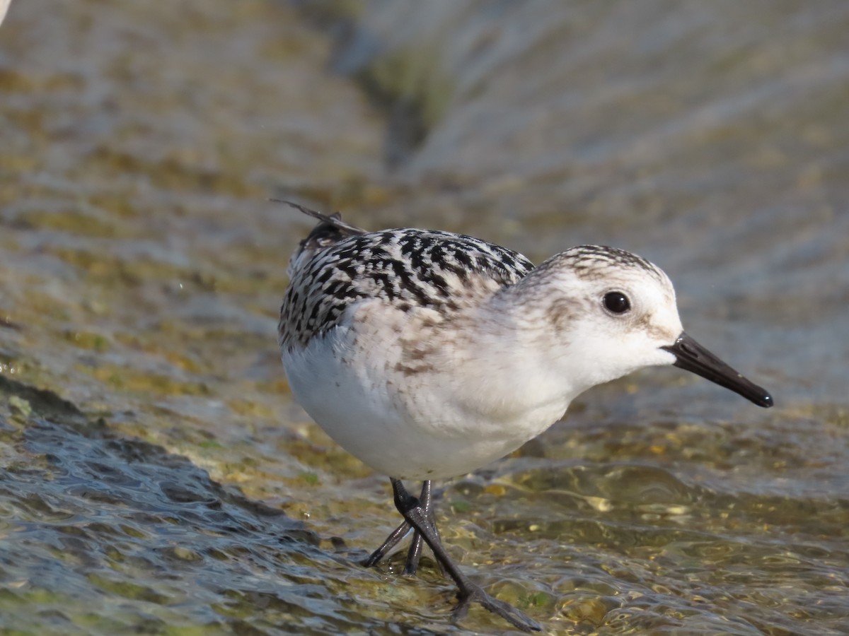 Sanderling - ML641439817
