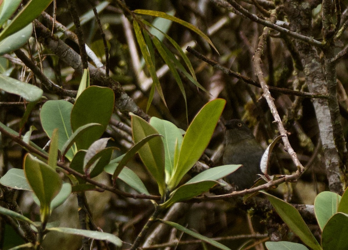 Dusky Chlorospingus - ML641439828
