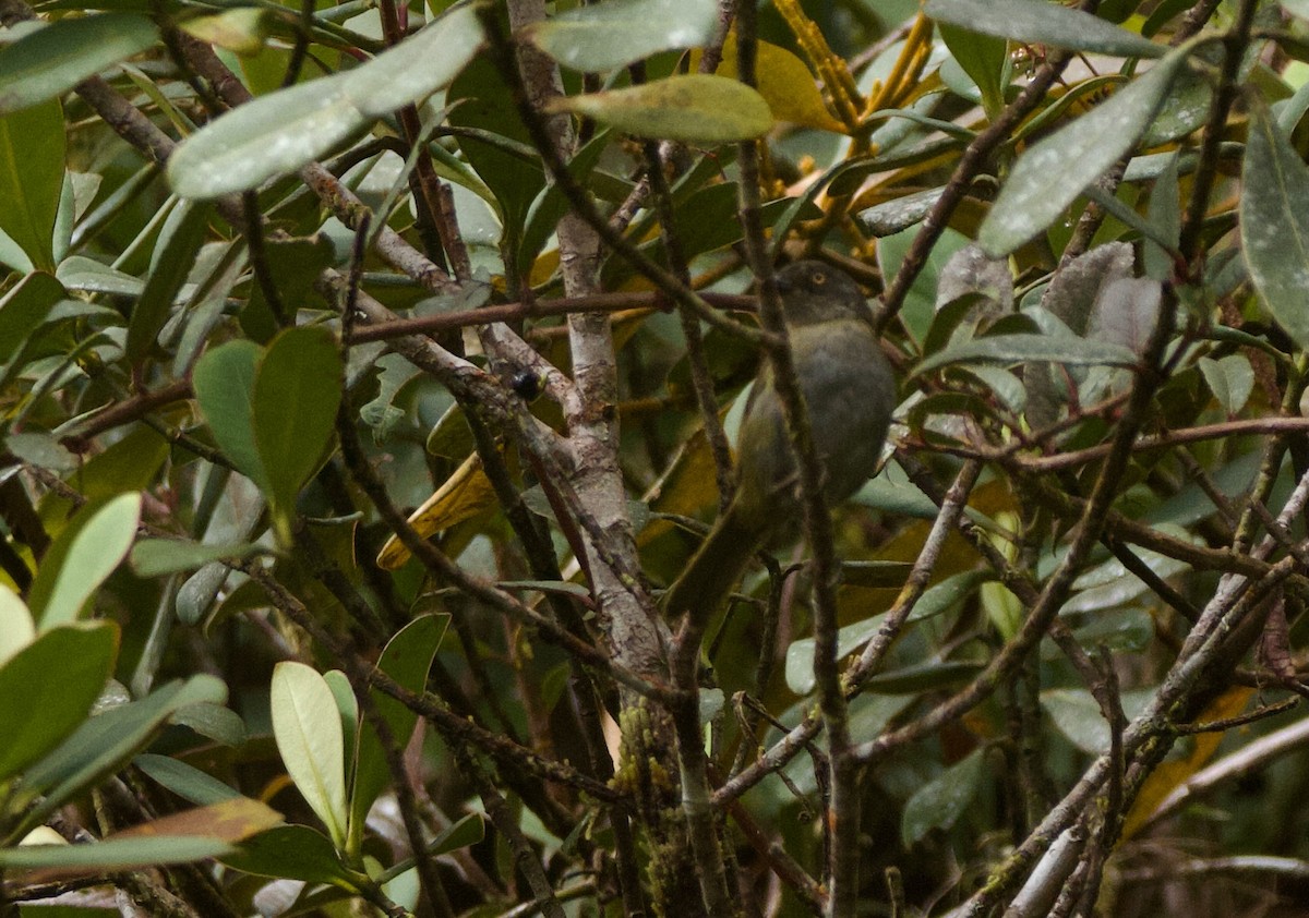 Dusky Chlorospingus - ML641439829