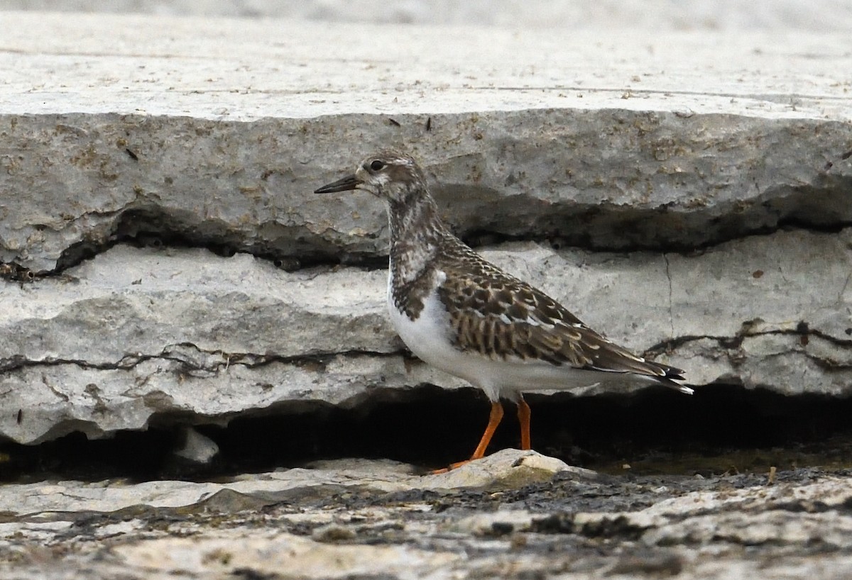 Ruddy Turnstone - ML641439838
