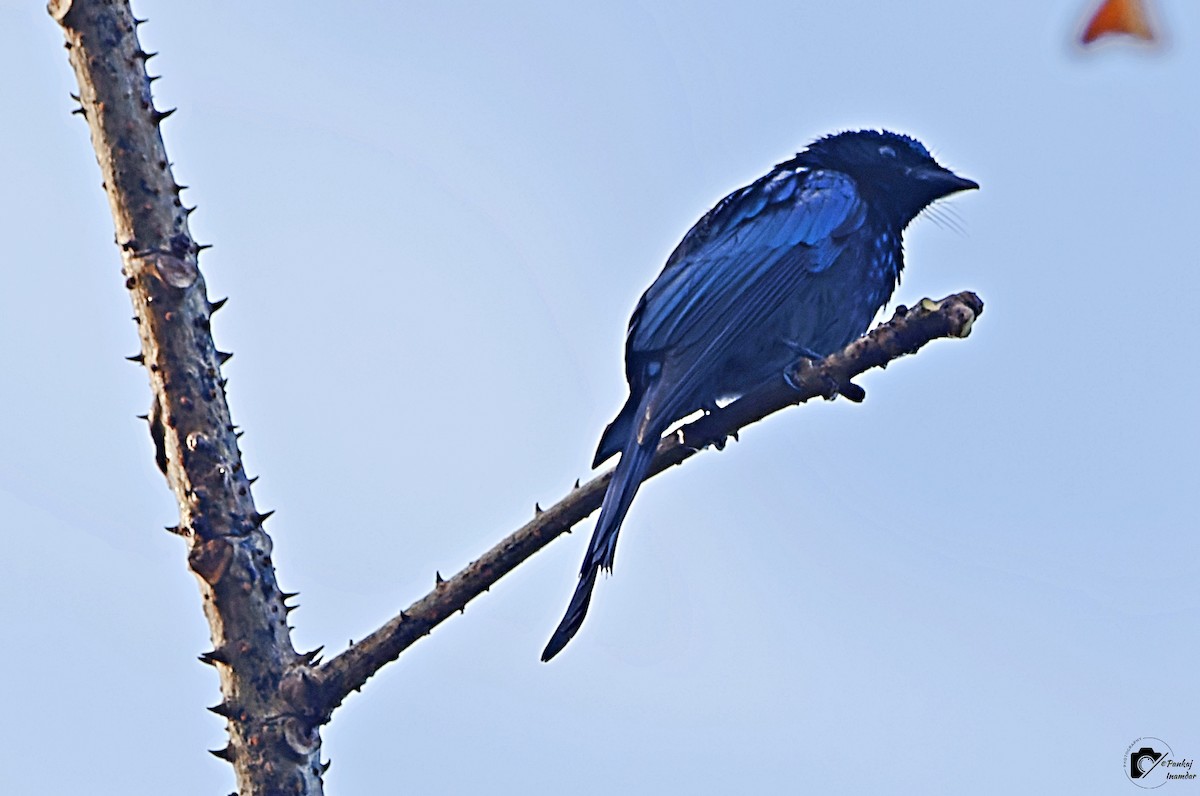 Bronzed Drongo - ML641439840