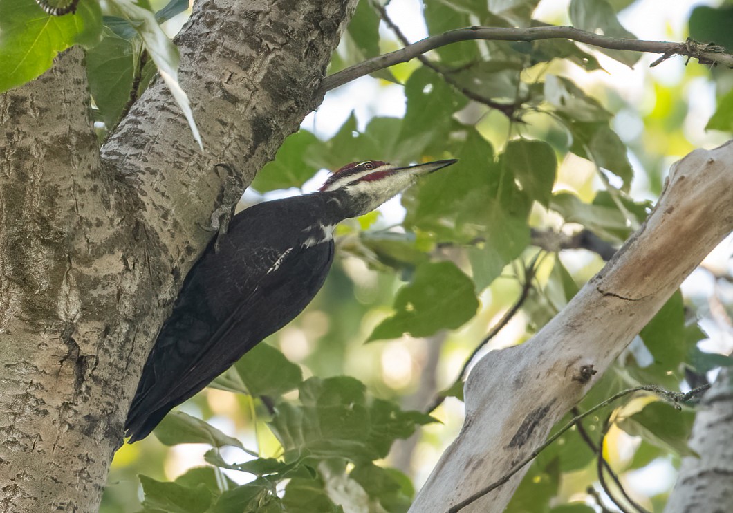 Pileated Woodpecker - ML641439847
