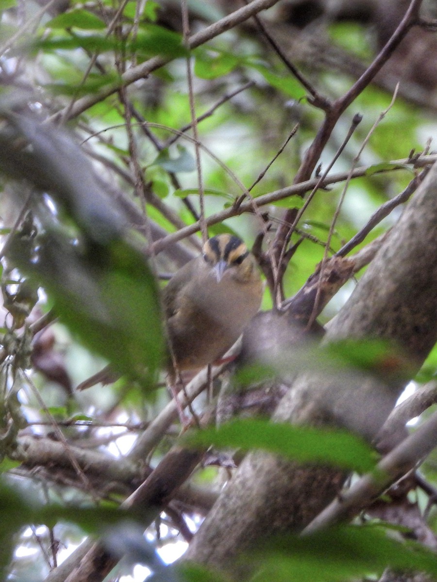 Worm-eating Warbler - ML641439860