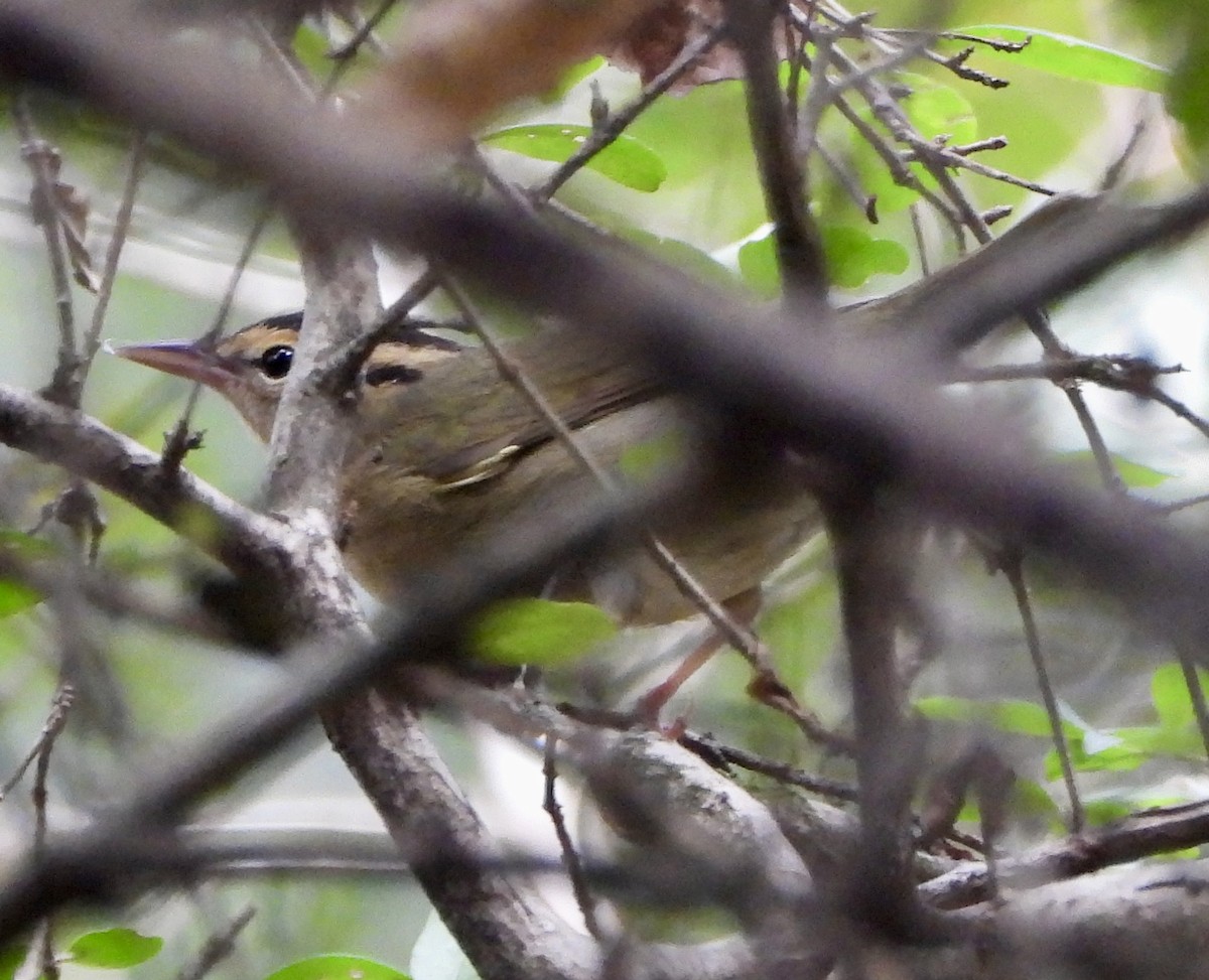 Worm-eating Warbler - ML641439861