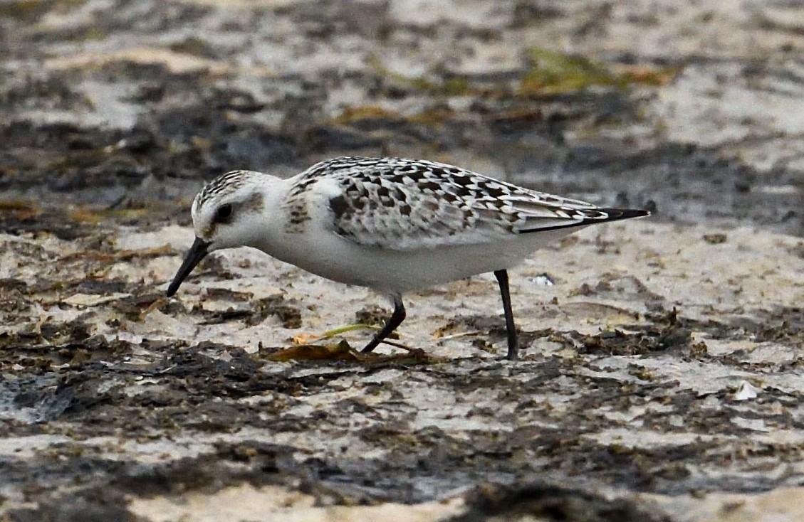 Sanderling - ML641439868