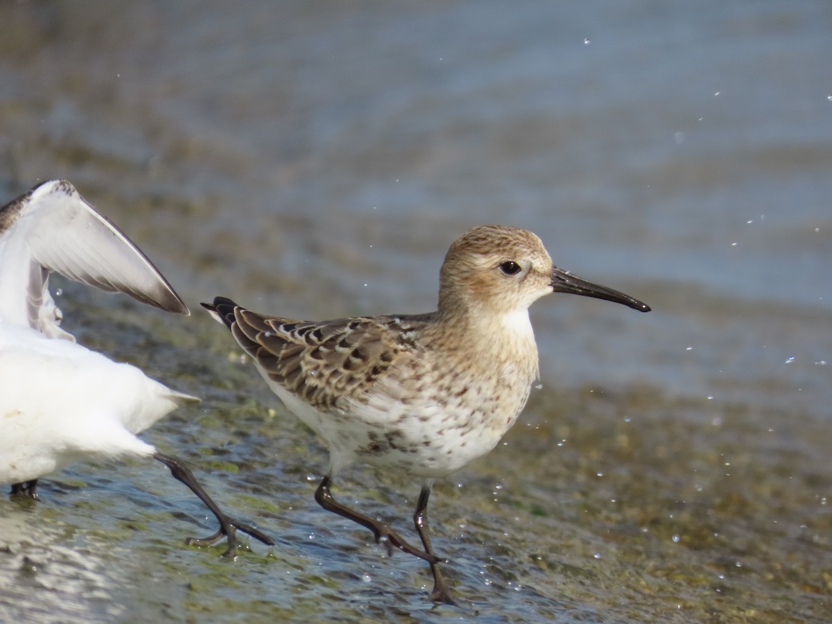 Dunlin - ML641439906