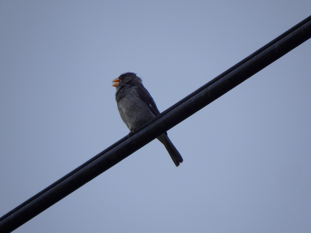Gray Seedeater - ML641439913