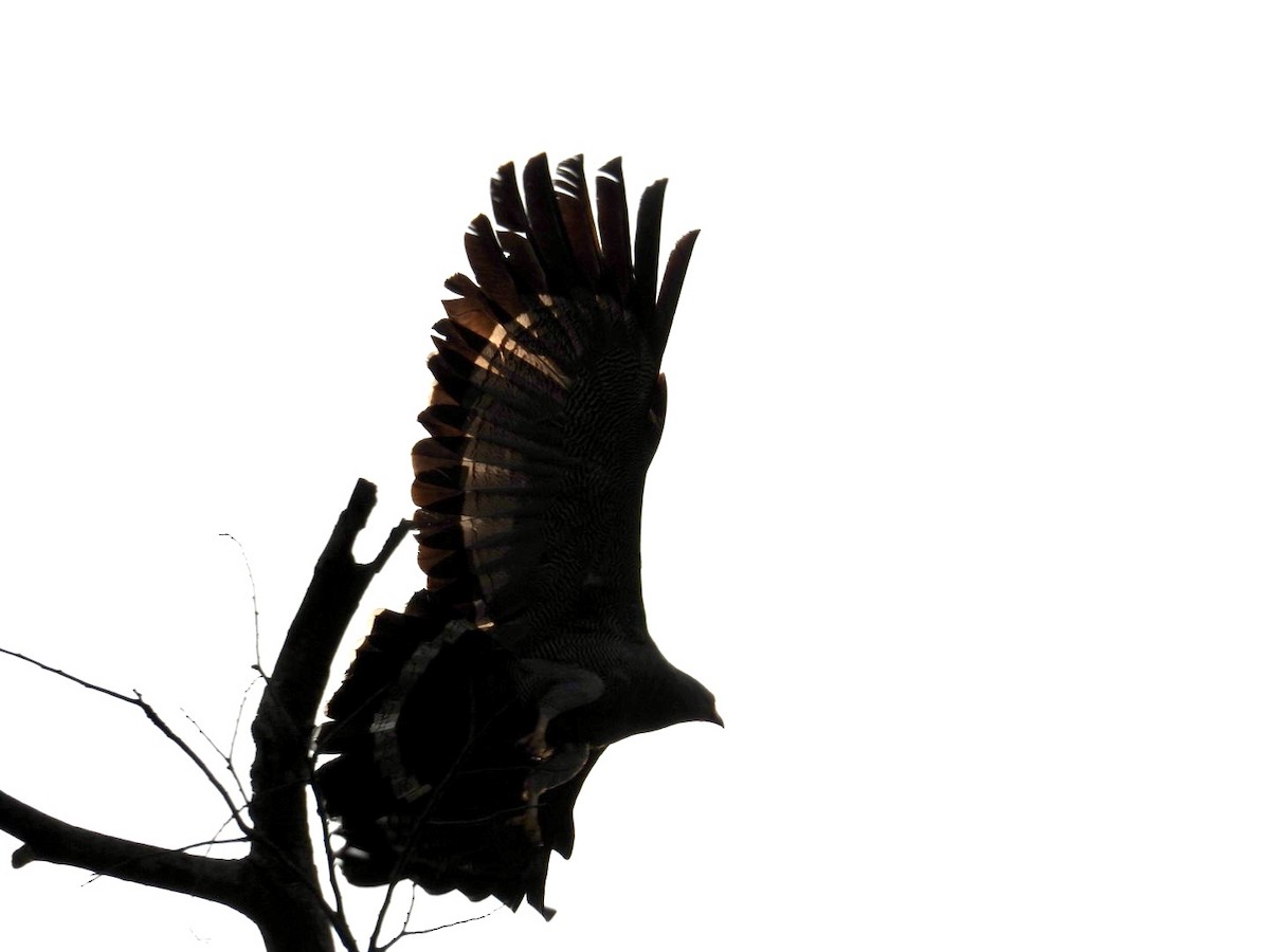 African Harrier-Hawk - ML641439936