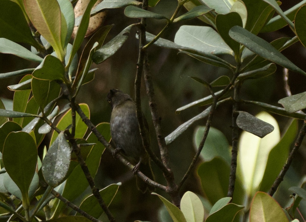 Dusky Chlorospingus - ML641439943