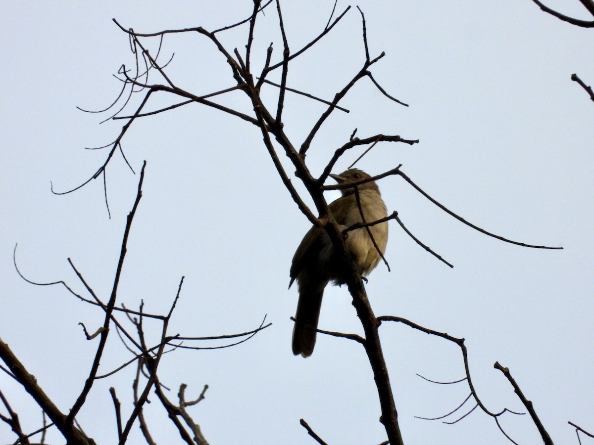 Slender-billed Greenbul - ML641439979