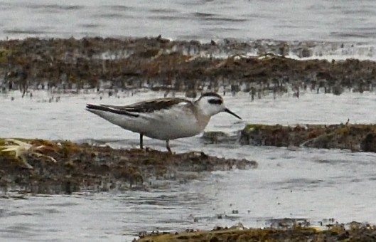 Red-necked Phalarope - ML641440010