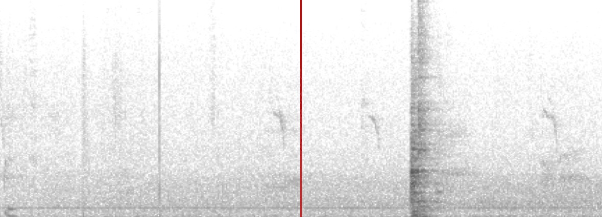 Tawny Pipit - ML641440038