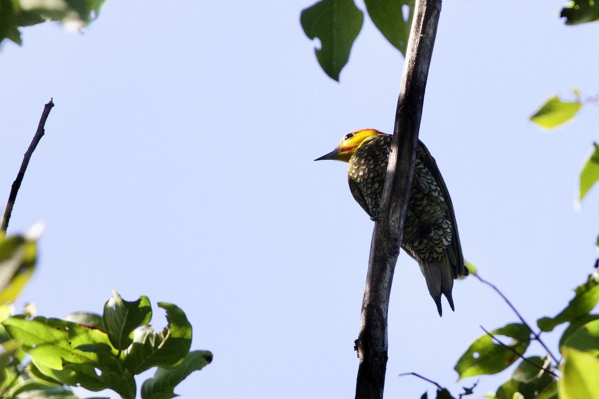 Carpintero Gorjigualdo - ML641440097