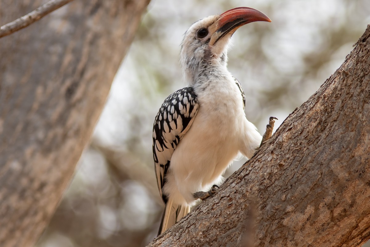 Northern Red-billed Hornbill - ML641440104