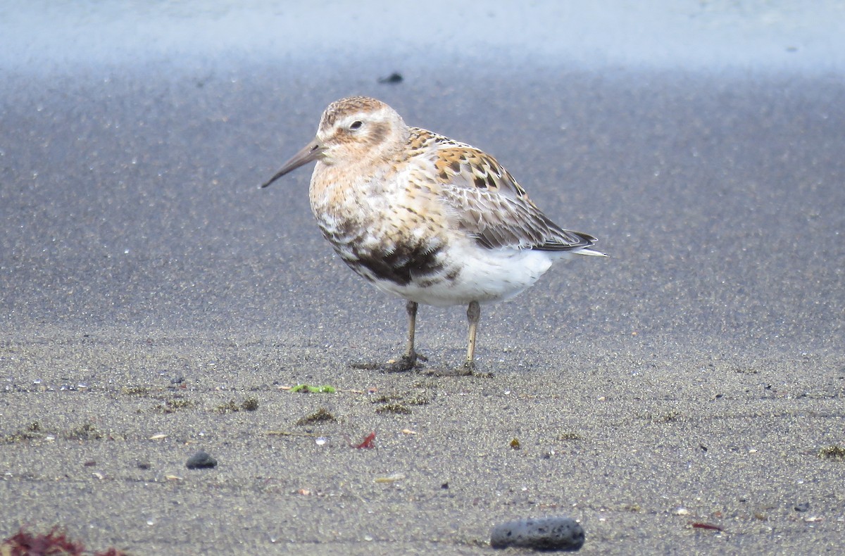 Rock Sandpiper (Pribilof Is.) - ML641440110