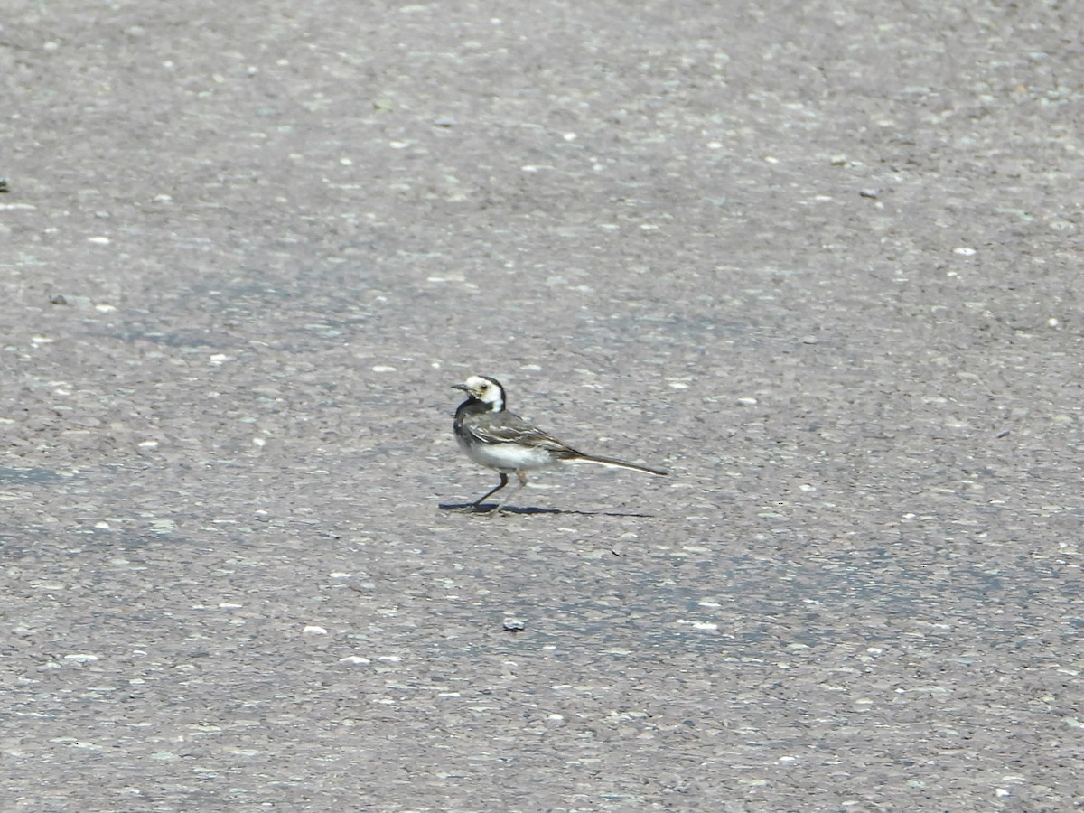 White Wagtail - ML641440156