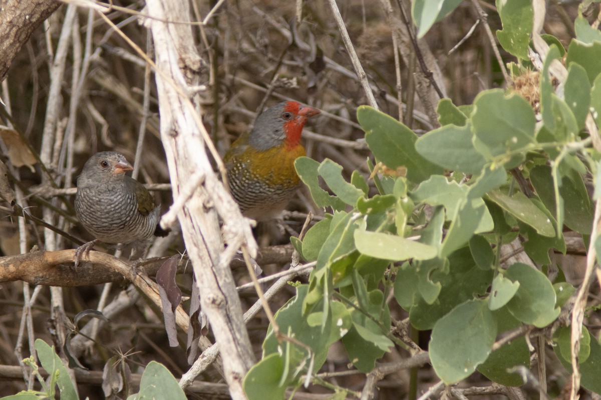 Green-winged Pytilia - ML641440219