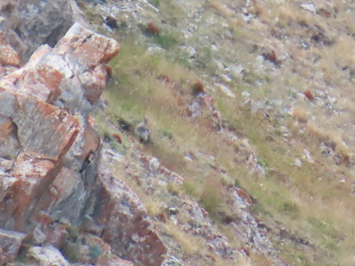 Altay Urkekliği - ML641440222