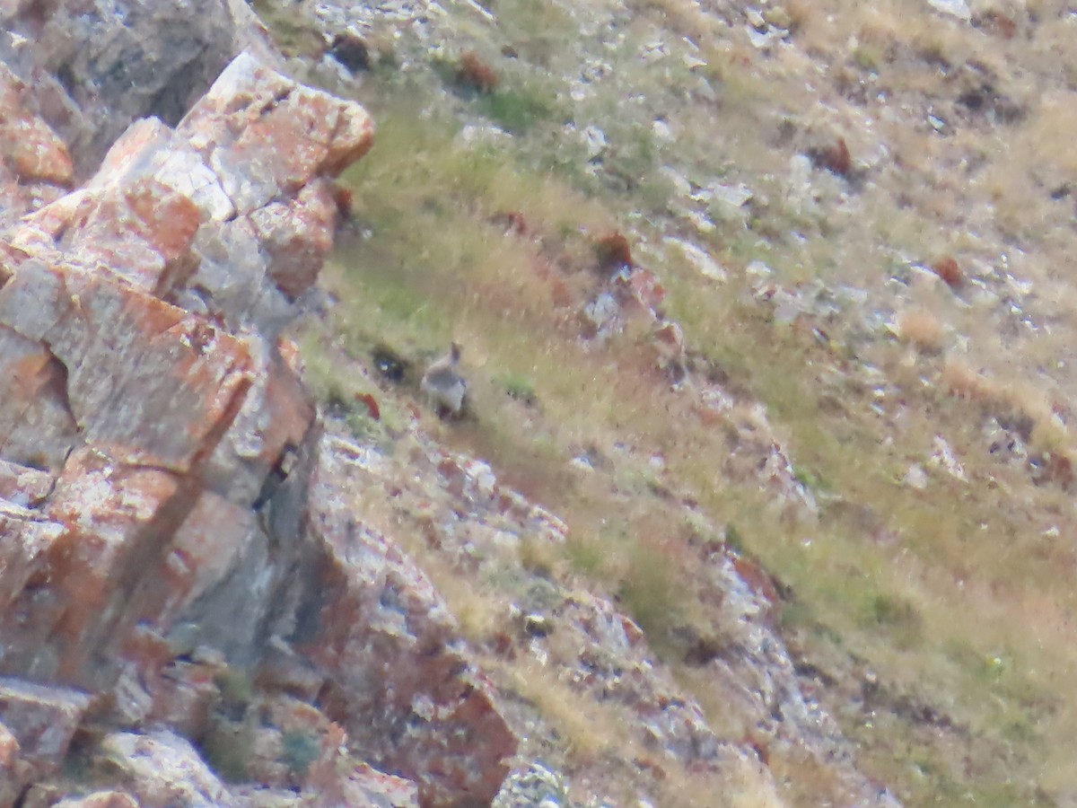 Altay Urkekliği - ML641440224