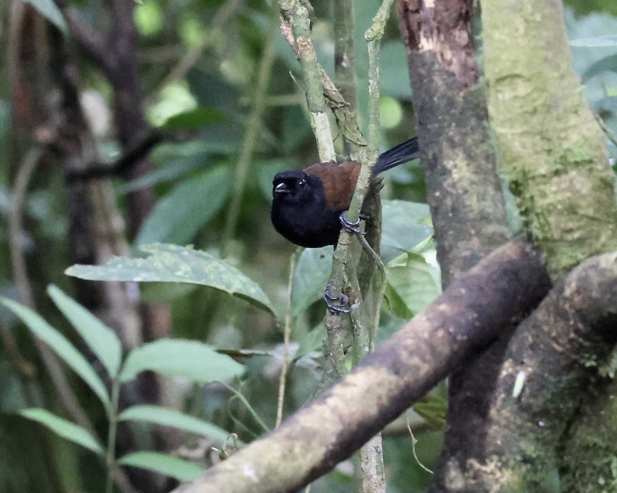Western Fire-eye (Black-bellied) - ML641440237