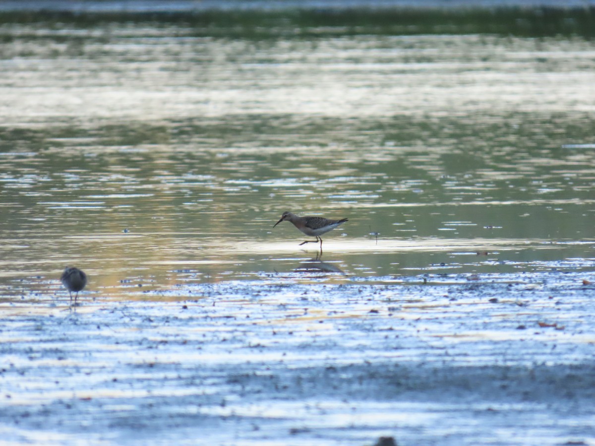 Curlew Sandpiper - ML641440239