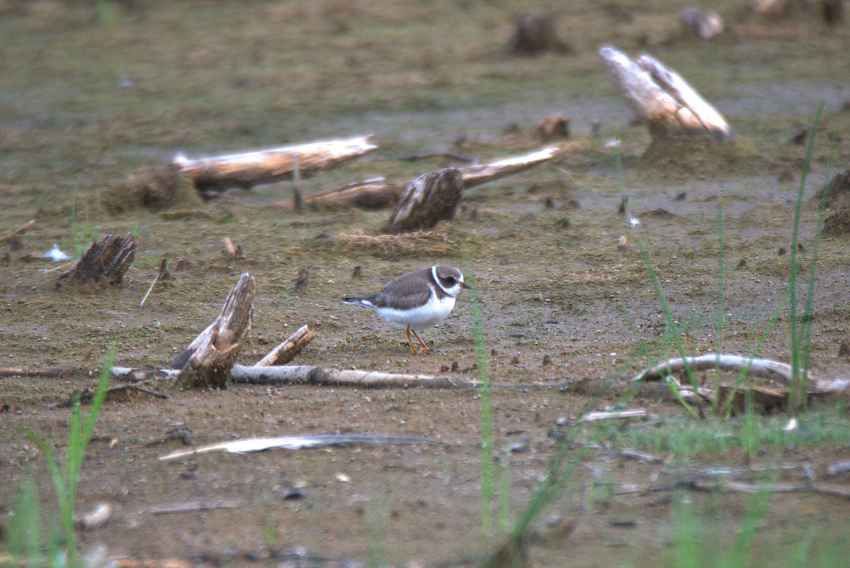 Semipalmated Plover - ML641440251