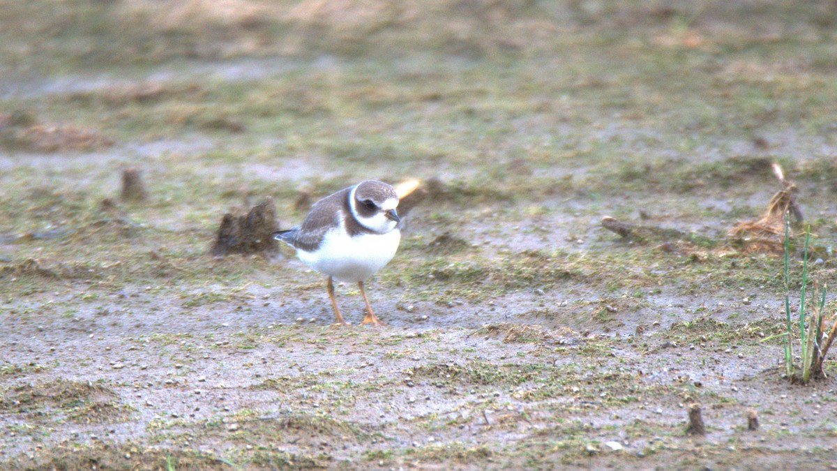 Semipalmated Plover - ML641440252