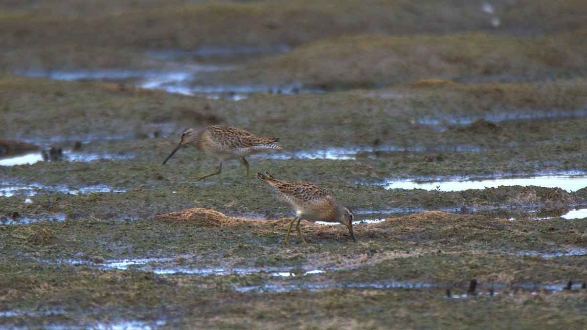Short-billed Dowitcher - ML641440271