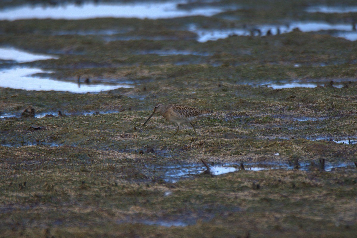 Short-billed Dowitcher - ML641440272