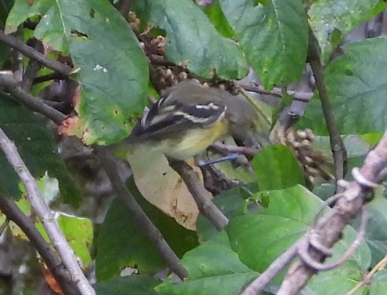 Viréo aux yeux blancs - ML641440274