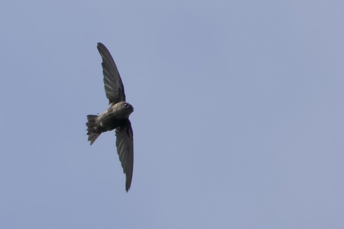 Short-tailed Swift - ML641440283