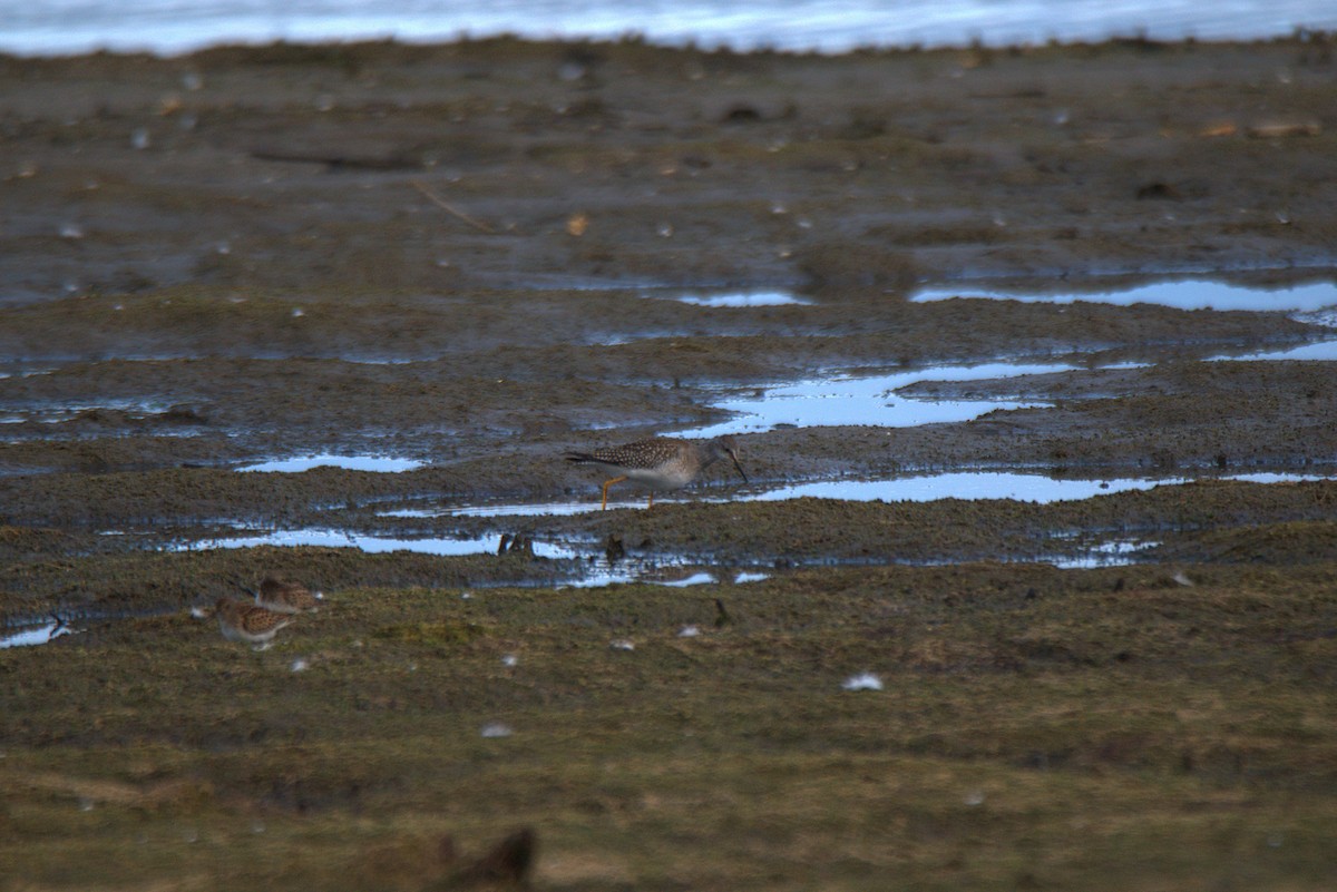 Lesser Yellowlegs - ML641440284