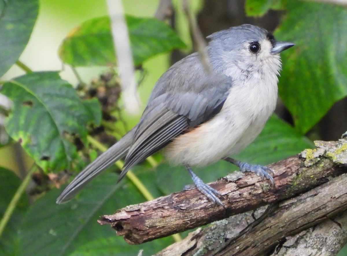Mésange bicolore - ML641440296