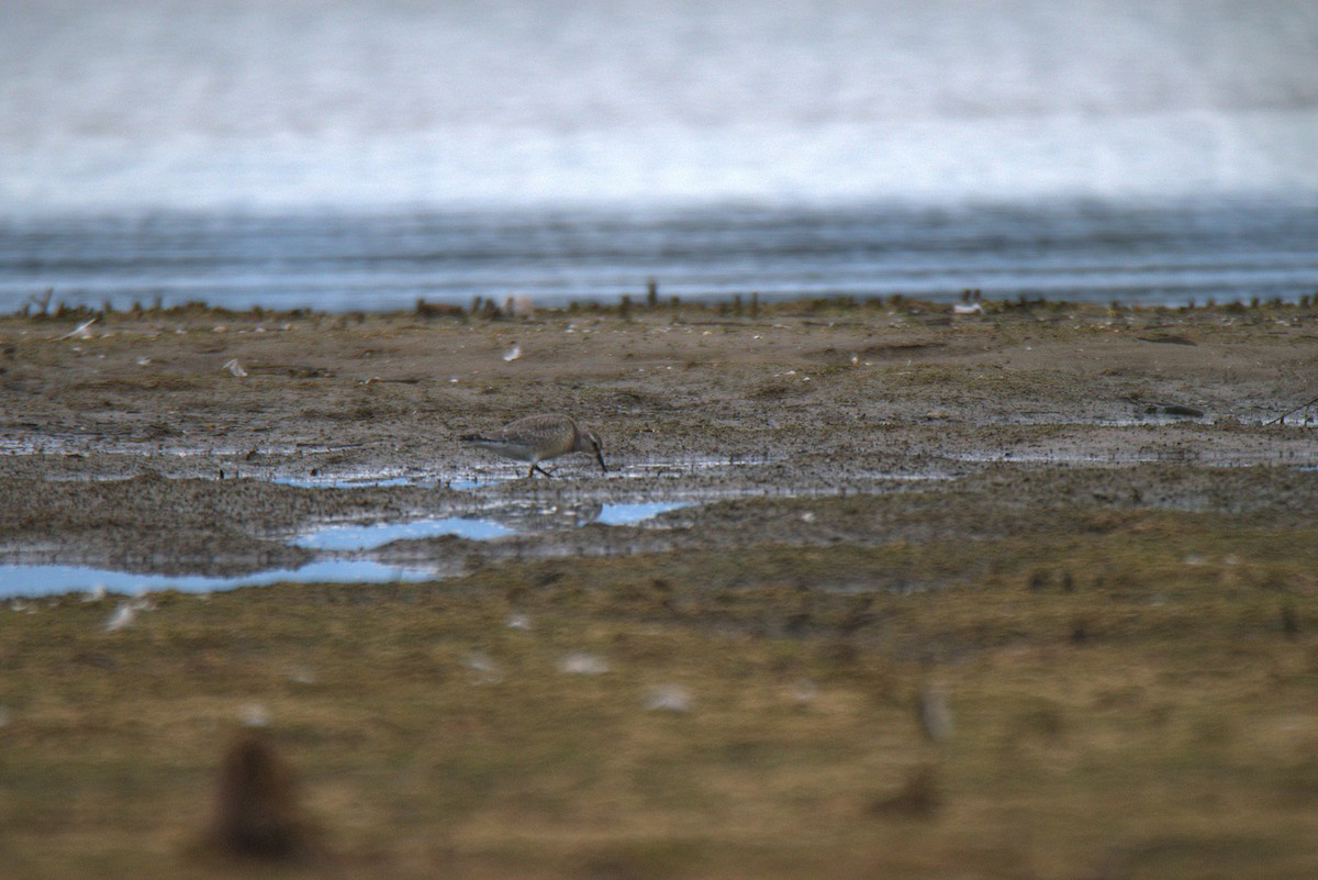 Red Knot - ML641440302