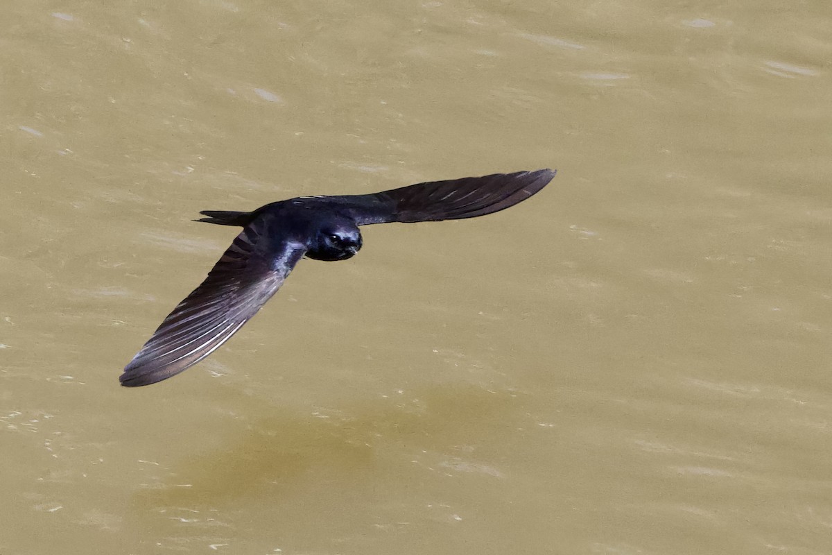 White-banded Swallow - ML641440320