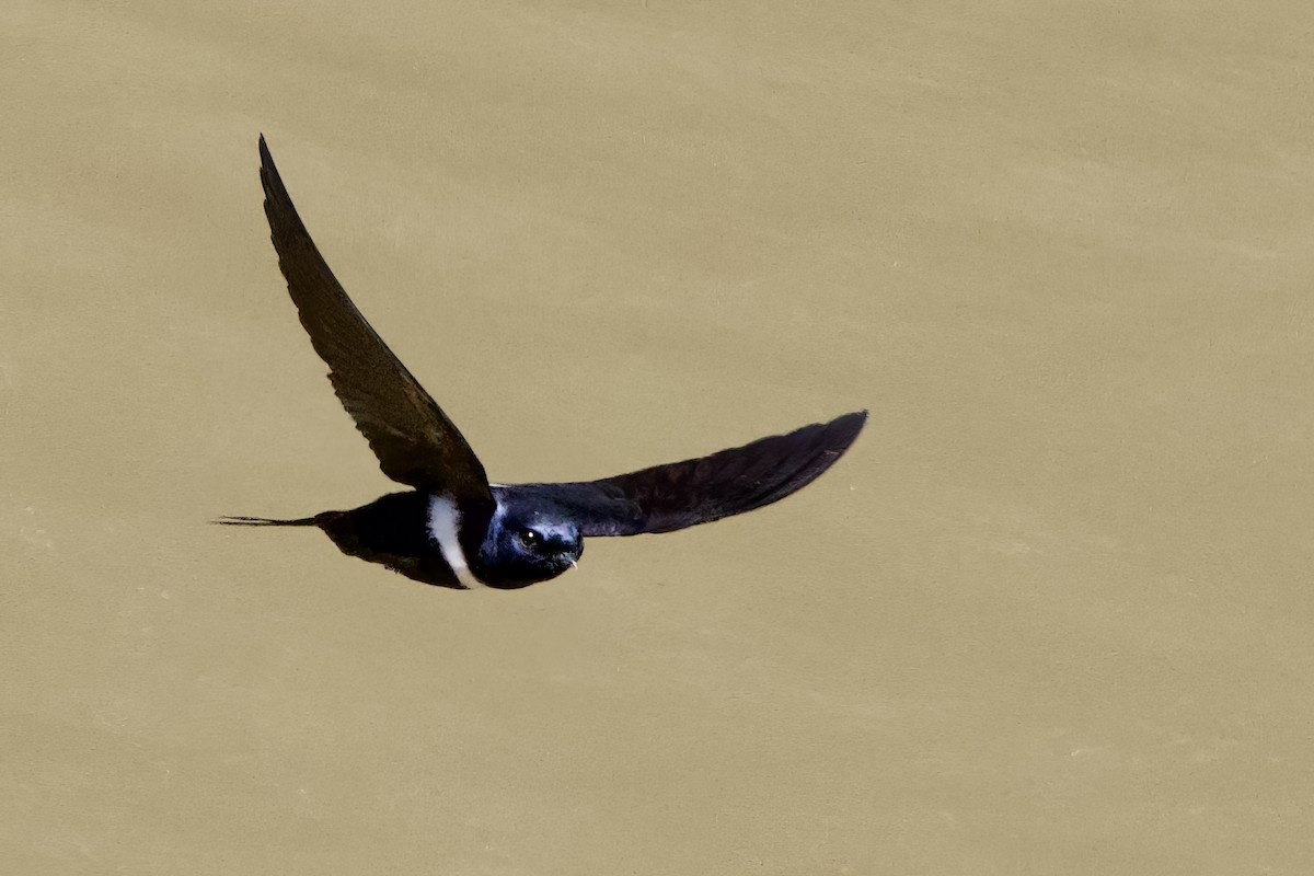 White-banded Swallow - ML641440322
