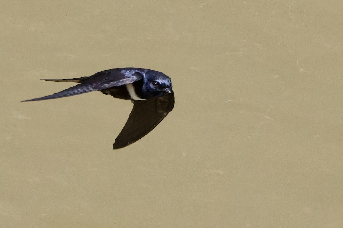 White-banded Swallow - ML641440326