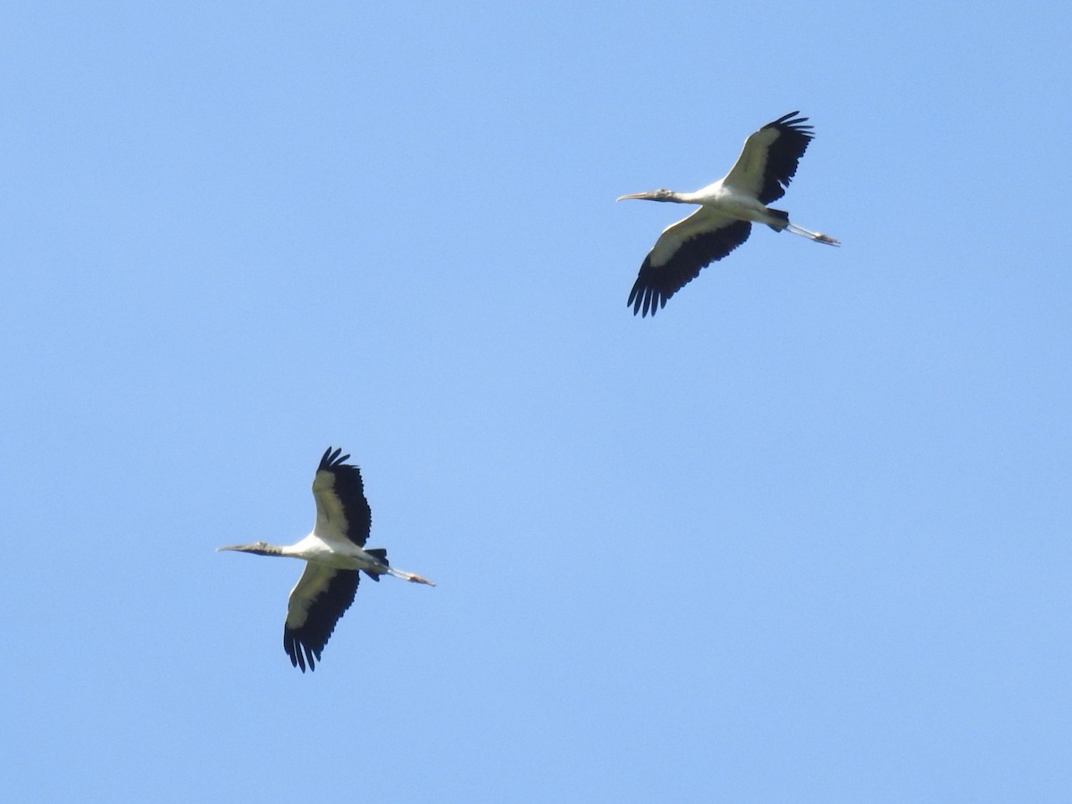 Wood Stork - ML641440333