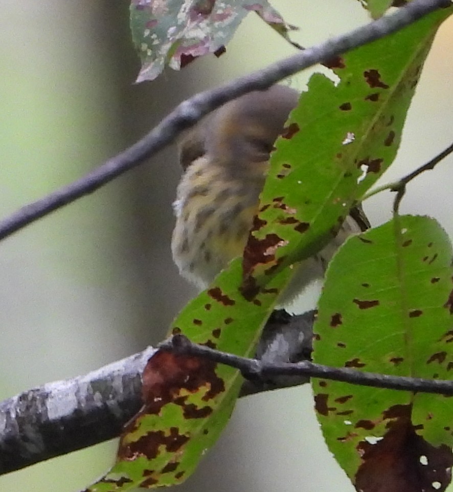 Paruline tigrée - ML641440336