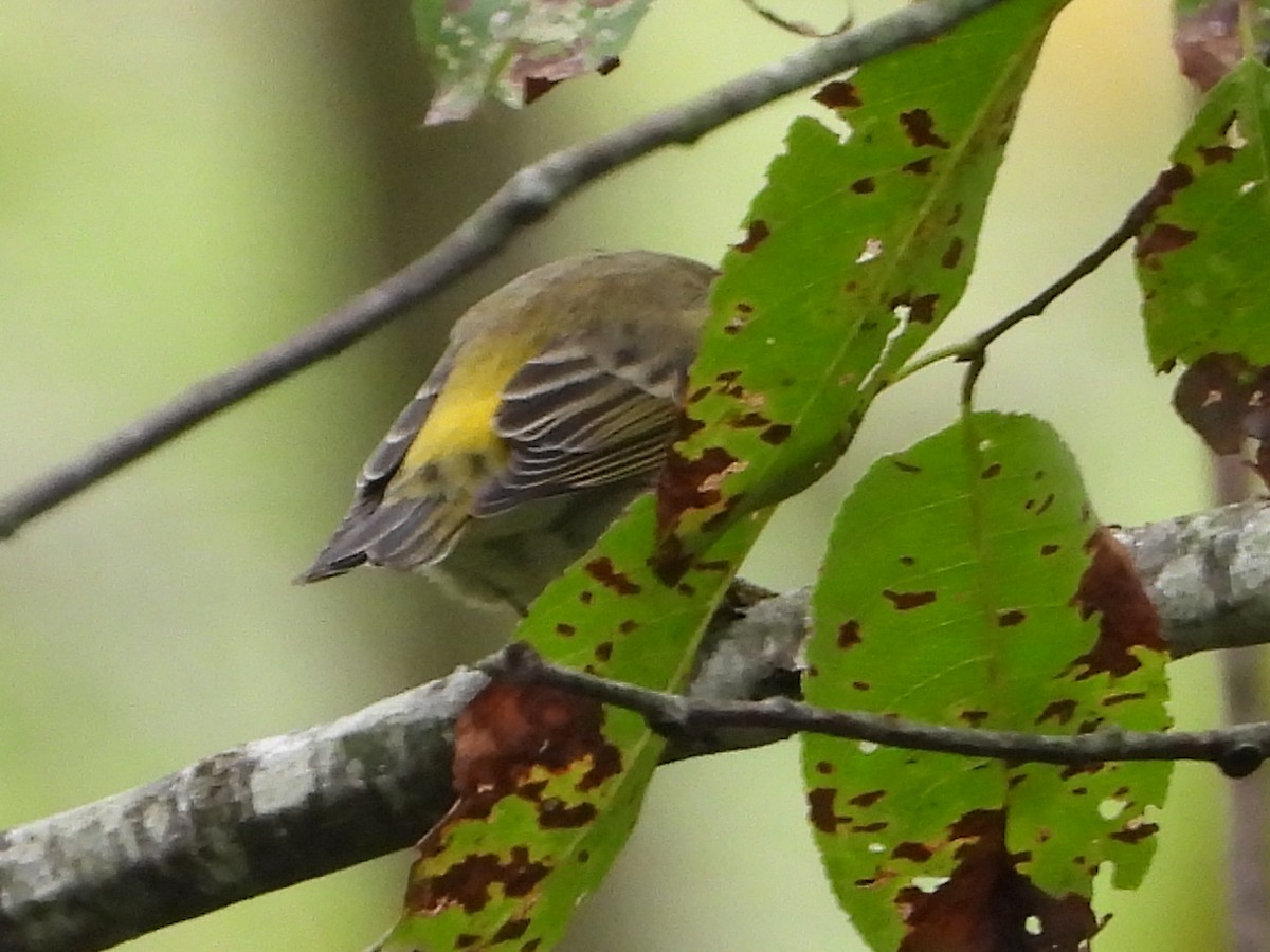 Paruline tigrée - ML641440338