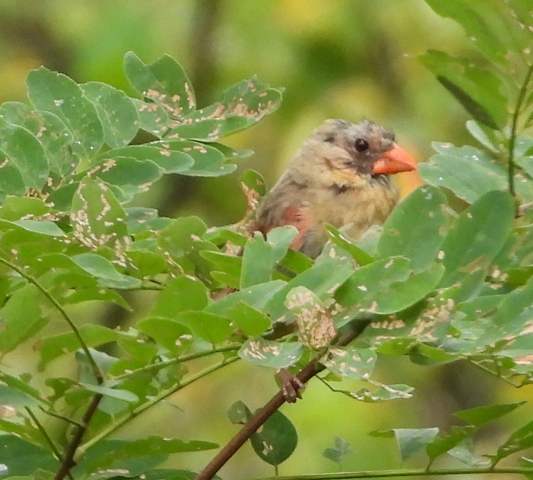 Cardinal rouge - ML641440369