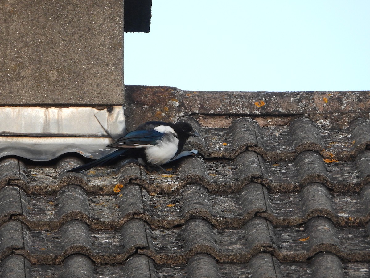 Eurasian Magpie - ML641440416