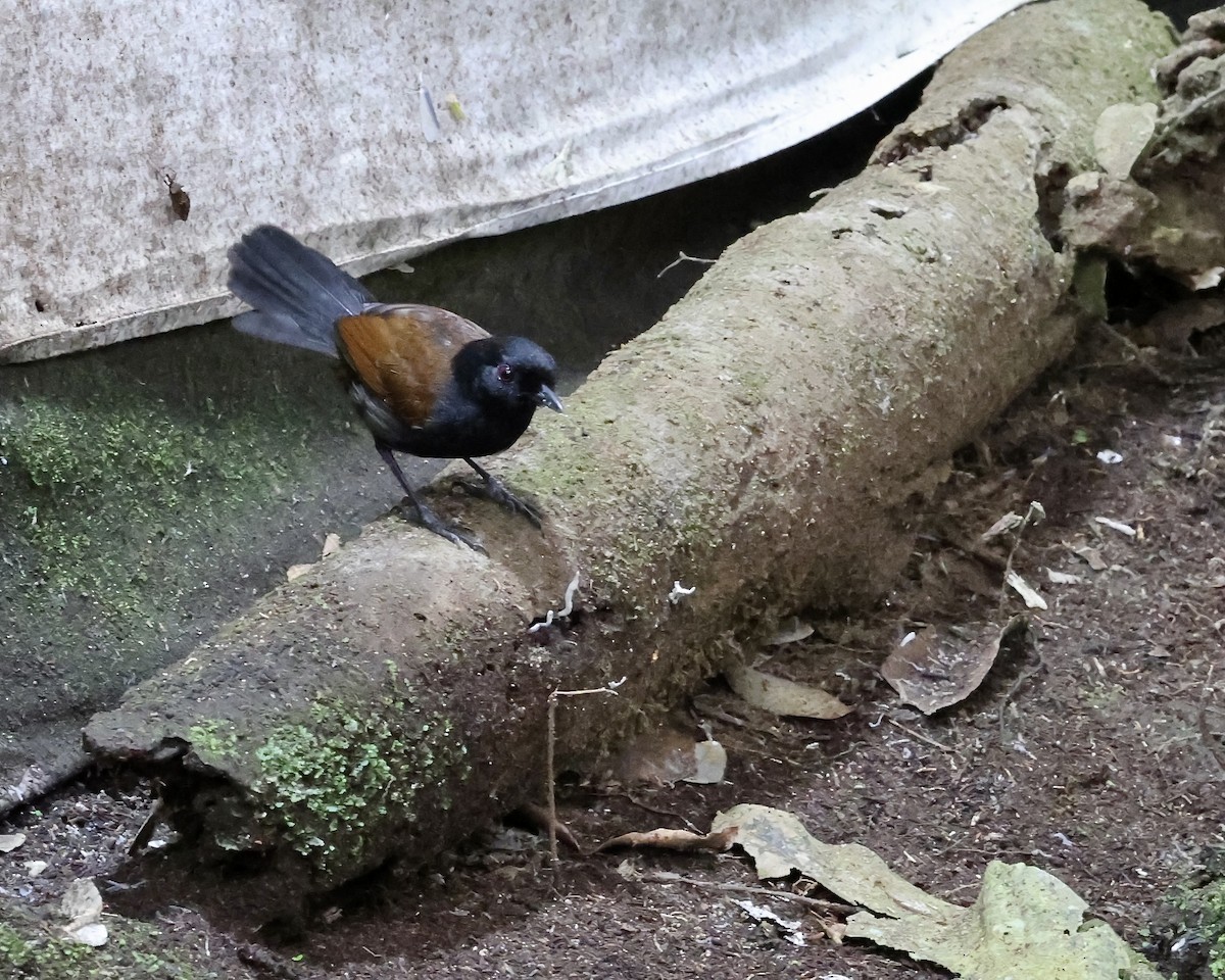 Western Fire-eye (Black-bellied) - ML641440457